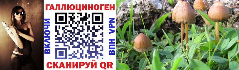 купить закладку  Удачный  MEGA как зайти  Псилоцибиновые грибы прущие грибы 